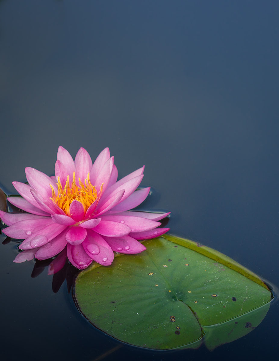 Image of a pink lotus in a calm pond with a green lilly pad.